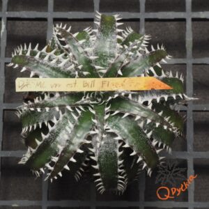 Dyckia marnier-lapostollei F1