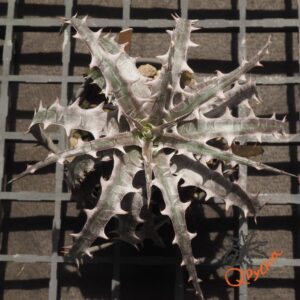 Dyckia goehringii