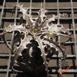 Dyckia goehringii