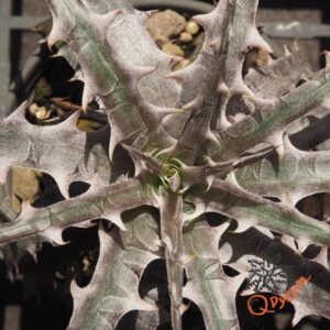 Dyckia goehringii