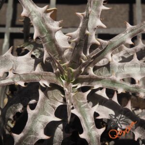 Dyckia goehringii