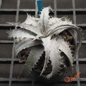Dyckia goehringii x ML
