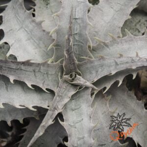 Dyckia goehringii x ML