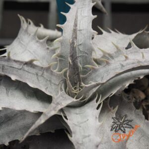Dyckia goehringii x ML