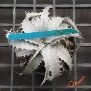 Dyckia goehringii x ML