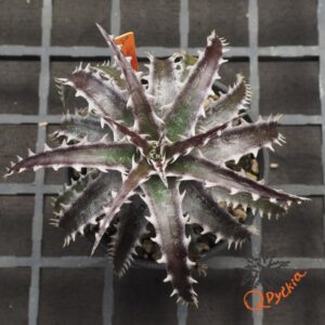 Dyckia (Squid x gluaca) x goehringii