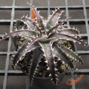 Dyckia (Squid x gluaca) x goehringii