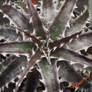 Dyckia (Squid x gluaca) x goehringii