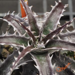 Dyckia (Squid x gluaca) x goehringii