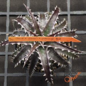 Dyckia (Squid x gluaca) x goehringii
