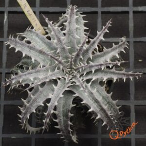 Dyckia marnier-lapostollei F1