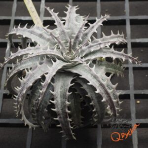 Dyckia marnier-lapostollei F1