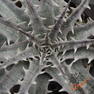 Dyckia marnier-lapostollei F1