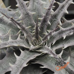 Dyckia marnier-lapostollei F1