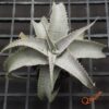 Dyckia T-REX x ML