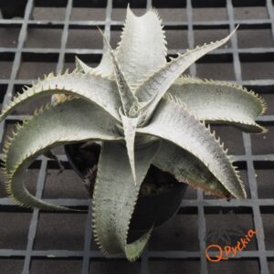 Dyckia T-REX x ML