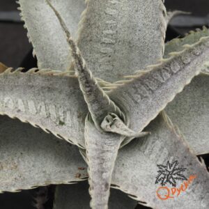 Dyckia T-REX x ML