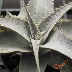 Dyckia T-REX x ML
