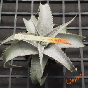 Dyckia T-REX x ML