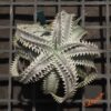 Dyckia HU-5 x Red Lotus