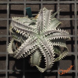 Dyckia HU-5 x Red Lotus