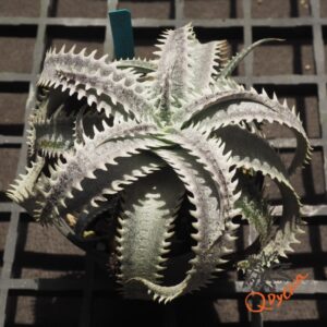 Dyckia HU-5 x Red Lotus