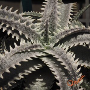 Dyckia HU-5 x Red Lotus