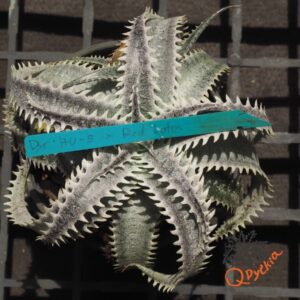 Dyckia HU-5 x Red Lotus