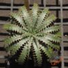 Dyckia delicata F1