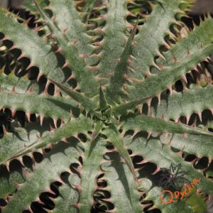 Dyckia delicata F1
