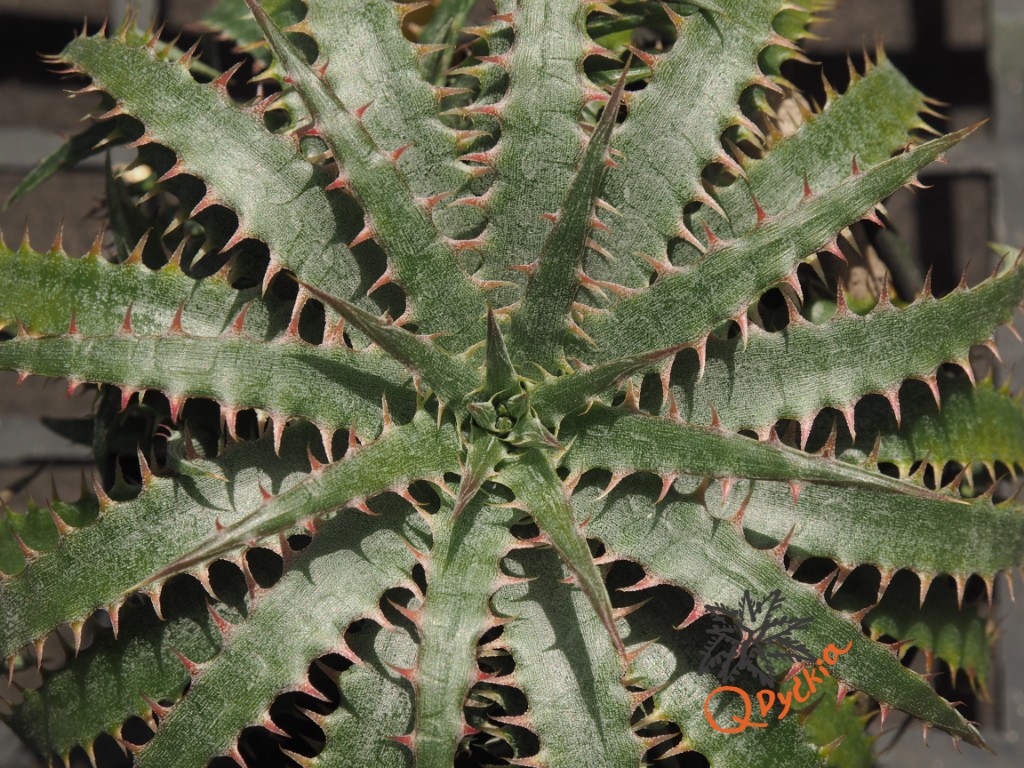 その他多肉植物 Dyckia delicata (rubra form) Dyckia delicata - 10 seeds — rareplant