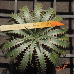 Dyckia delicata F1