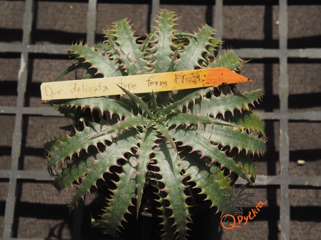 Dyckia delicata Type Form F1 – Qdyckia Shop