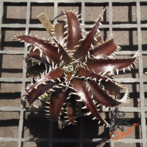 Dyckia marnier-lapostollei F1