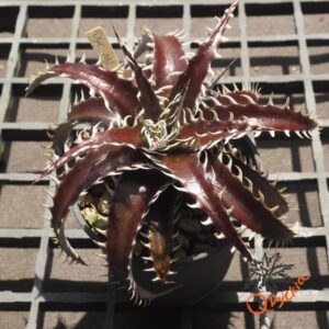 Dyckia marnier-lapostollei F1