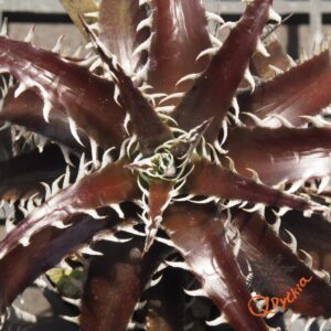 Dyckia marnier-lapostollei F1