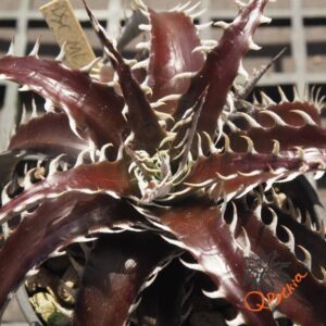 Dyckia marnier-lapostollei F1