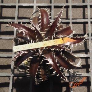 Dyckia marnier-lapostollei F1