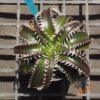 Dyckia HU-5 x Red Lotus