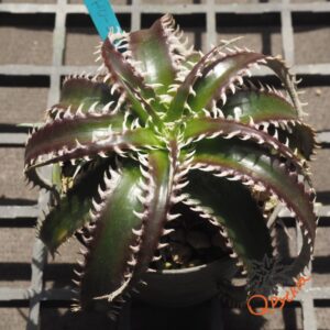Dyckia HU-5 x Red Lotus