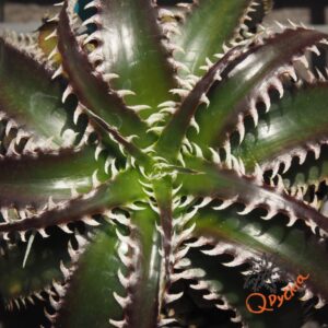 Dyckia HU-5 x Red Lotus