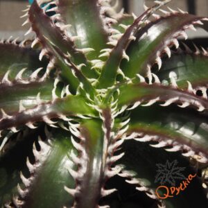 Dyckia HU-5 x Red Lotus