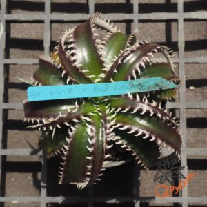 Dyckia HU-5 x Red Lotus