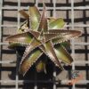 Dyckia ML x Red Lotus