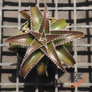 Dyckia ML x Red Lotus