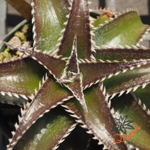 Dyckia ML x Red Lotus