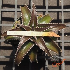 Dyckia ML x Red Lotus