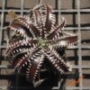 Dyckia ML x Bangkok Star