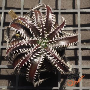 Dyckia ML x Bangkok Star