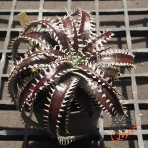 Dyckia ML x Bangkok Star